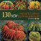130NEW Hybrid & Cultivar Gymnocalycium