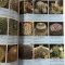 Cactus Hand Book (JP)