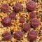 Lithops aucampiae,red+black selection