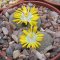 Lithops comptonii