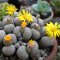 Lithops dinteri