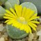 Lithops helmutii