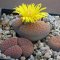 Lithops hookeri