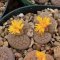 Lithops hookeri
