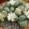 Lithops marmorata c260