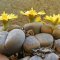 Lithops schwantesii