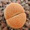 Lithops turbiniformis