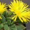 Faucaria tigrina