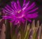 Gibbaeum velutinum purple