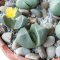 Pleiospilos nelii