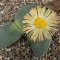 Pleiospilos simulans