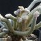Avonia papyracea ssp namaensis