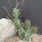 Tephrocactus articulatus - v syringacanthus