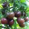 มะเขือเทศเชอรี่สีดำ "Black Cherry Tomato"