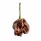 พริกที่เผ็ดที่สุดในโลก สีช็อกโกแลต "Chocolate Reaper Seeds"