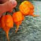 พริกที่เผ็ดที่สุดในโลก สีพีช "Peach Carolina Reaper Seeds"