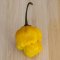 พริกที่เผ็ดที่สุดในโลก สีเหลือง "Yellow Reaper Seeds"