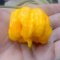 พริกที่เผ็ดที่สุดในโลก สีเหลือง "Yellow Reaper Seeds"