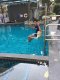 Dolphin Poollift