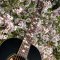 Cherry Blossom / Sakura Fret Markers Inlay Sticker for Guitars