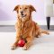 KONG Biscuit Ball™ ของเล่นสุนัข ของเล่นที่ใส่ขนมได้