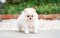 Ch699G น้องปอม เพศเมีย สีขาวครีม 