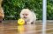 Ch619B น้องปอม ไซร์เล็ก 