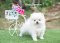 น้องปอม เพศเมีย สีขาว ทีคัพ น่ารัก