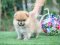 น้องปอม เพศเมีย สีส้ม ไซร์เล็ก ขนแน่นๆ