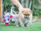 น้องปอม เพศเมีย สีส้ม ไซร์เล็ก ขนแน่นๆ