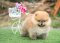 น้องปอม เพศผู้ ไซร์เล็ก สายเลือดดี เกรดโชว์ น่ารัก ขนแน่น ขาใหญ่