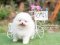 น้องปอม เพสผุ้ สีขาว 