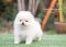  น้องปอม เพศผู้ สีขาวครีม 