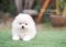 น้องปอม เพศเมีย สีขาวครีม
