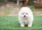 น้องปอม เพศเมีย สีขาวครีม