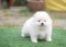 น้องปอม เพศเมีย สีขาวครีม