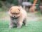 น้องปอม เพศเมีย สีส้ม ไซร์เล็ก  