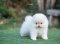 น้องปอม เพศผู้ สีขาวครีม 