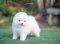 น้องปอม สีขาว เพสเมีย 