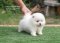 น้องปอม เพศเมีย สีขาว