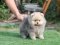 น้องปอม เพศผุ้ ครีม 