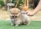 น้องปอม เพศผู้ ขนแน่น 