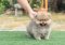 น้องปอม เพศผู้ ขนแน่น 