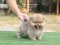 น้องปอม เพศผู้ ขนแน่น 