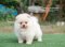 น้องปอม สีครีม เพศเมีย 