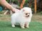 น้องปอม สีครีม เพศผูู้้