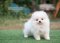 น้องปอม เพศเมีย สีขาว 