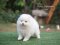 น้องปอม เพศเมีย สีขาว 