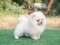 น้องปอม สีครีม เพศผู้ 