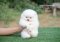 น้องปอม สีขาว เพศเมีย 